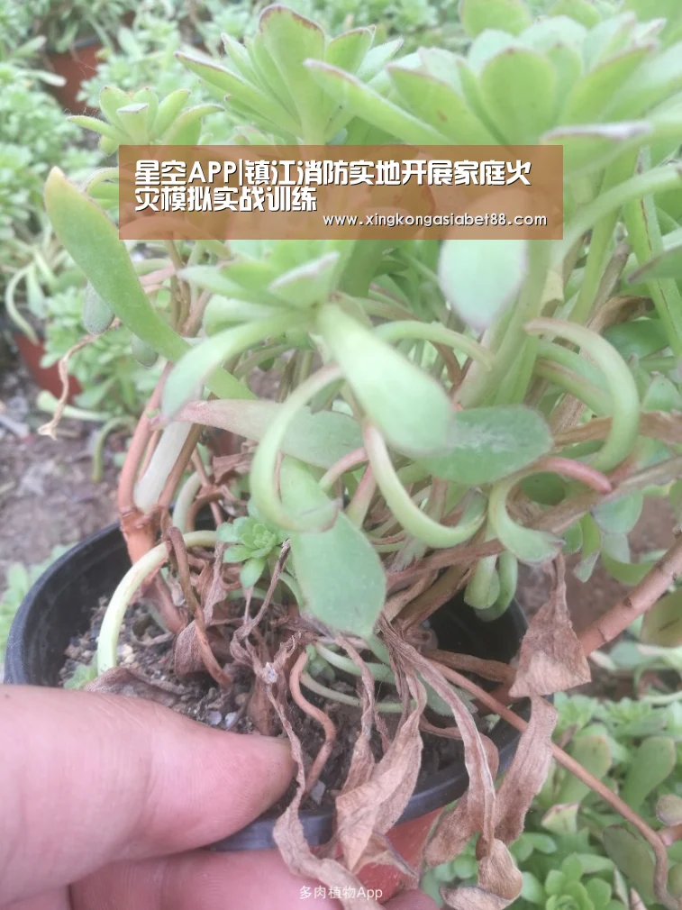 星空APP